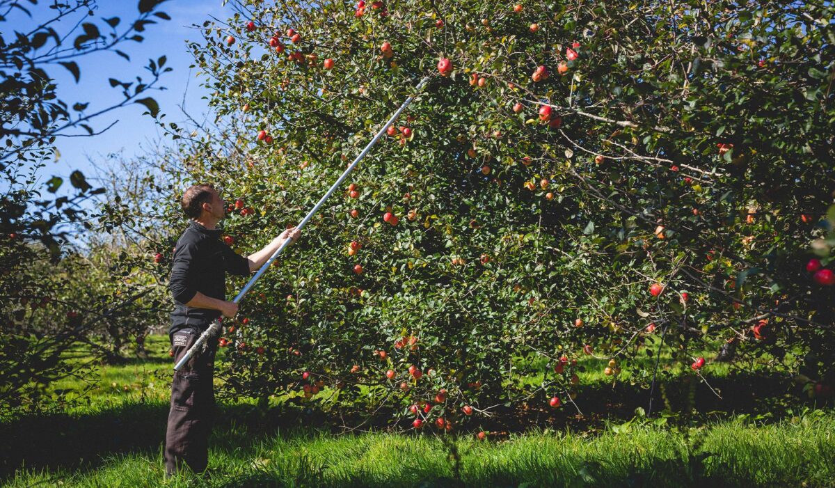Cornish Apple Orchard